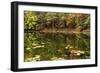 Autumn Lakeside With Lily Pads And Forest-Anthony Paladino-Framed Giclee Print