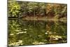 Autumn Lakeside With Lily Pads And Forest-Anthony Paladino-Mounted Giclee Print