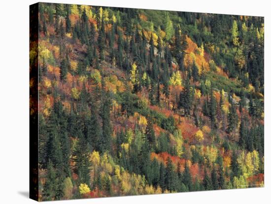 Autumn Landscape near Beach Lake, Mt. Rainier National Park, Washington, USA-null-Stretched Canvas