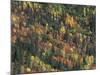 Autumn Landscape near Beach Lake, Mt. Rainier National Park, Washington, USA-null-Mounted Photographic Print