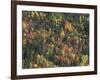 Autumn Landscape near Beach Lake, Mt. Rainier National Park, Washington, USA-null-Framed Photographic Print