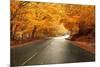 Autumn Landscape with Road and Beautiful Colored Trees-cristovao-Mounted Photographic Print