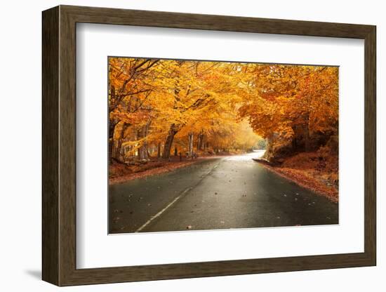 Autumn Landscape with Road and Beautiful Colored Trees-cristovao-Framed Photographic Print