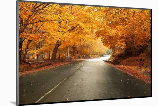 Autumn Landscape with Road and Beautiful Colored Trees-cristovao-Mounted Photographic Print