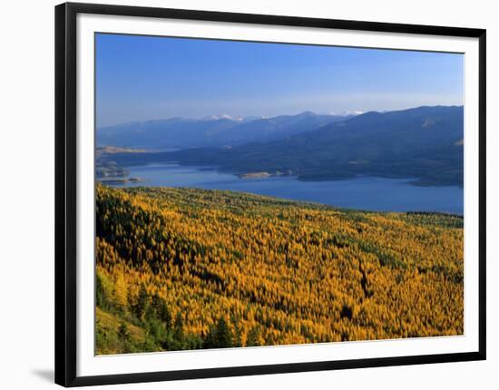 Autumn Larch Trees over Hungry Horse Reservoir, Swan Mts., Hungry Horse Montana, USA-Chuck Haney-Framed Photographic Print