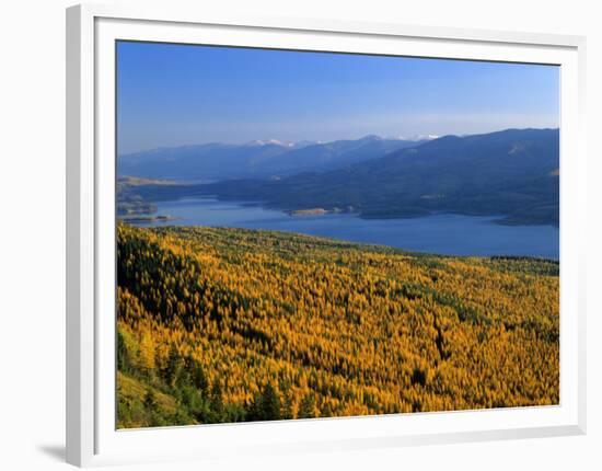 Autumn Larch Trees over Hungry Horse Reservoir, Swan Mts., Hungry Horse Montana, USA-Chuck Haney-Framed Photographic Print