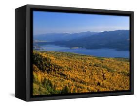 Autumn Larch Trees over Hungry Horse Reservoir, Swan Mts., Hungry Horse Montana, USA-Chuck Haney-Framed Stretched Canvas