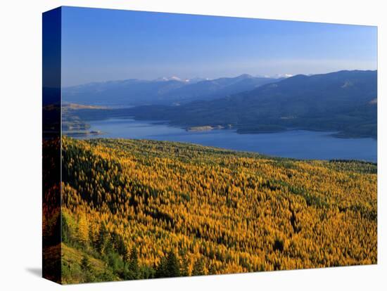 Autumn Larch Trees over Hungry Horse Reservoir, Swan Mts., Hungry Horse Montana, USA-Chuck Haney-Stretched Canvas