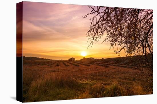 Autumn Lavender Field on Sunset-NejroN Photo-Stretched Canvas