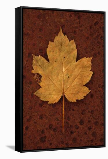 Autumn Leaf On Rust-Den Reader-Framed Stretched Canvas