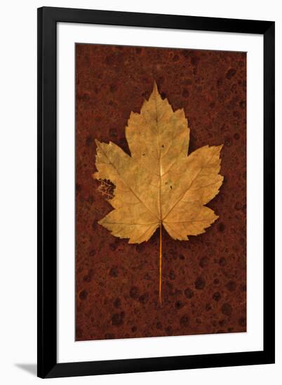 Autumn Leaf On Rust-Den Reader-Framed Photographic Print