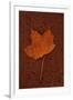 Autumn Leaf On Rust-Den Reader-Framed Photographic Print