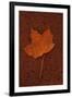 Autumn Leaf On Rust-Den Reader-Framed Photographic Print