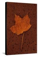 Autumn Leaf On Rust-Den Reader-Stretched Canvas