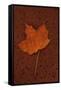 Autumn Leaf On Rust-Den Reader-Framed Stretched Canvas