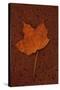 Autumn Leaf On Rust-Den Reader-Stretched Canvas