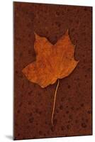 Autumn Leaf On Rust-Den Reader-Mounted Photographic Print