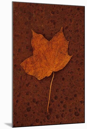 Autumn Leaf On Rust-Den Reader-Mounted Photographic Print