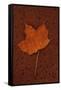 Autumn Leaf On Rust-Den Reader-Framed Stretched Canvas