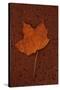 Autumn Leaf On Rust-Den Reader-Stretched Canvas