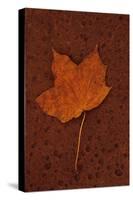 Autumn Leaf On Rust-Den Reader-Stretched Canvas