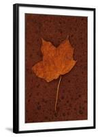 Autumn Leaf On Rust-Den Reader-Framed Premium Photographic Print