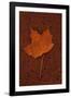 Autumn Leaf On Rust-Den Reader-Framed Premium Photographic Print