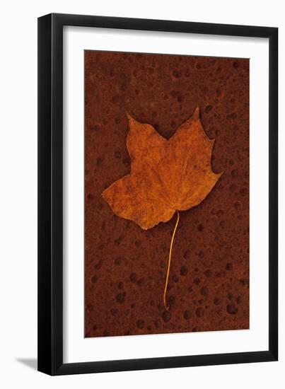 Autumn Leaf On Rust-Den Reader-Framed Premium Photographic Print