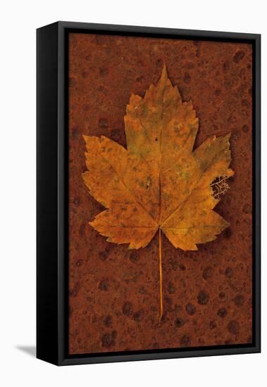 Autumn Leaf On Rust-Den Reader-Framed Stretched Canvas