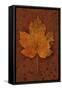 Autumn Leaf On Rust-Den Reader-Framed Stretched Canvas