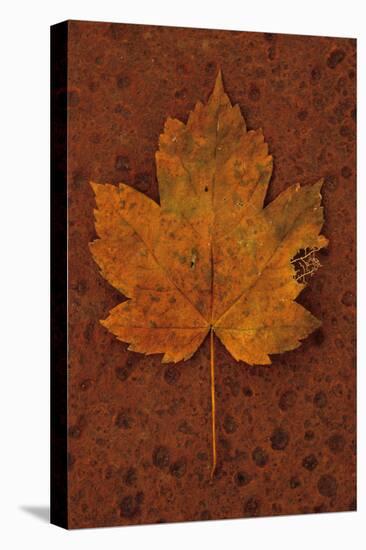 Autumn Leaf On Rust-Den Reader-Stretched Canvas