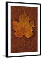 Autumn Leaf On Rust-Den Reader-Framed Photographic Print