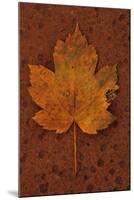 Autumn Leaf On Rust-Den Reader-Mounted Photographic Print