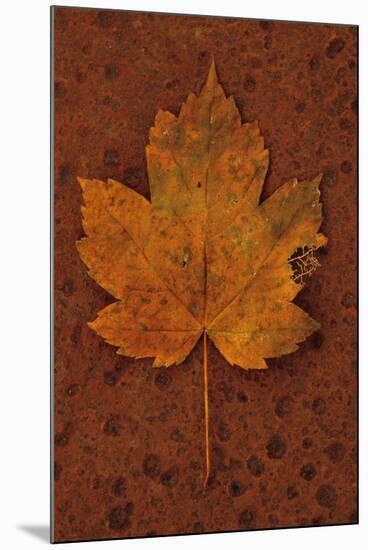 Autumn Leaf On Rust-Den Reader-Mounted Photographic Print