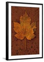 Autumn Leaf On Rust-Den Reader-Framed Premium Photographic Print