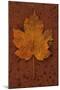 Autumn Leaf On Rust-Den Reader-Mounted Premium Photographic Print