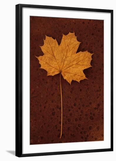 Autumn Leaf On Rust-Den Reader-Framed Premium Photographic Print