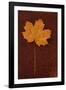 Autumn Leaf On Rust-Den Reader-Framed Premium Photographic Print