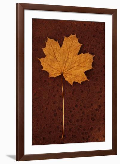 Autumn Leaf On Rust-Den Reader-Framed Photographic Print