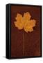 Autumn Leaf On Rust-Den Reader-Framed Stretched Canvas