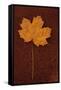 Autumn Leaf On Rust-Den Reader-Framed Stretched Canvas