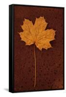 Autumn Leaf On Rust-Den Reader-Framed Stretched Canvas