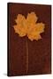 Autumn Leaf On Rust-Den Reader-Stretched Canvas