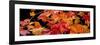 Autumn Leaf Panorama-Steve Gadomski-Framed Photographic Print