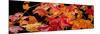 Autumn Leaf Panorama-Steve Gadomski-Mounted Photographic Print