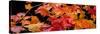 Autumn Leaf Panorama-Steve Gadomski-Stretched Canvas
