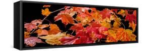 Autumn Leaf Panorama-Steve Gadomski-Framed Stretched Canvas