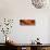 Autumn Leaf Panorama-Steve Gadomski-Stretched Canvas displayed on a wall