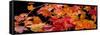 Autumn Leaf Panorama-Steve Gadomski-Framed Stretched Canvas