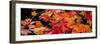 Autumn Leaf Panorama-Steve Gadomski-Framed Photographic Print